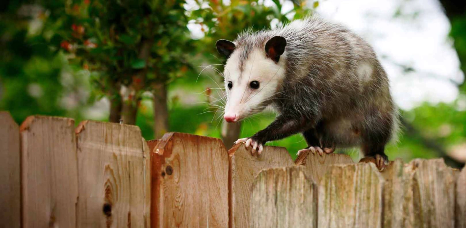 Content 2 Wildlife removal