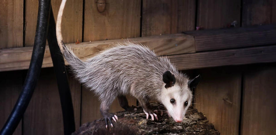 about wildlife removal