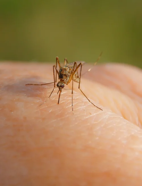 mosquito biting a hand