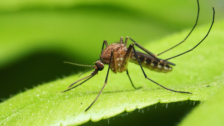 mosquito on a leaf